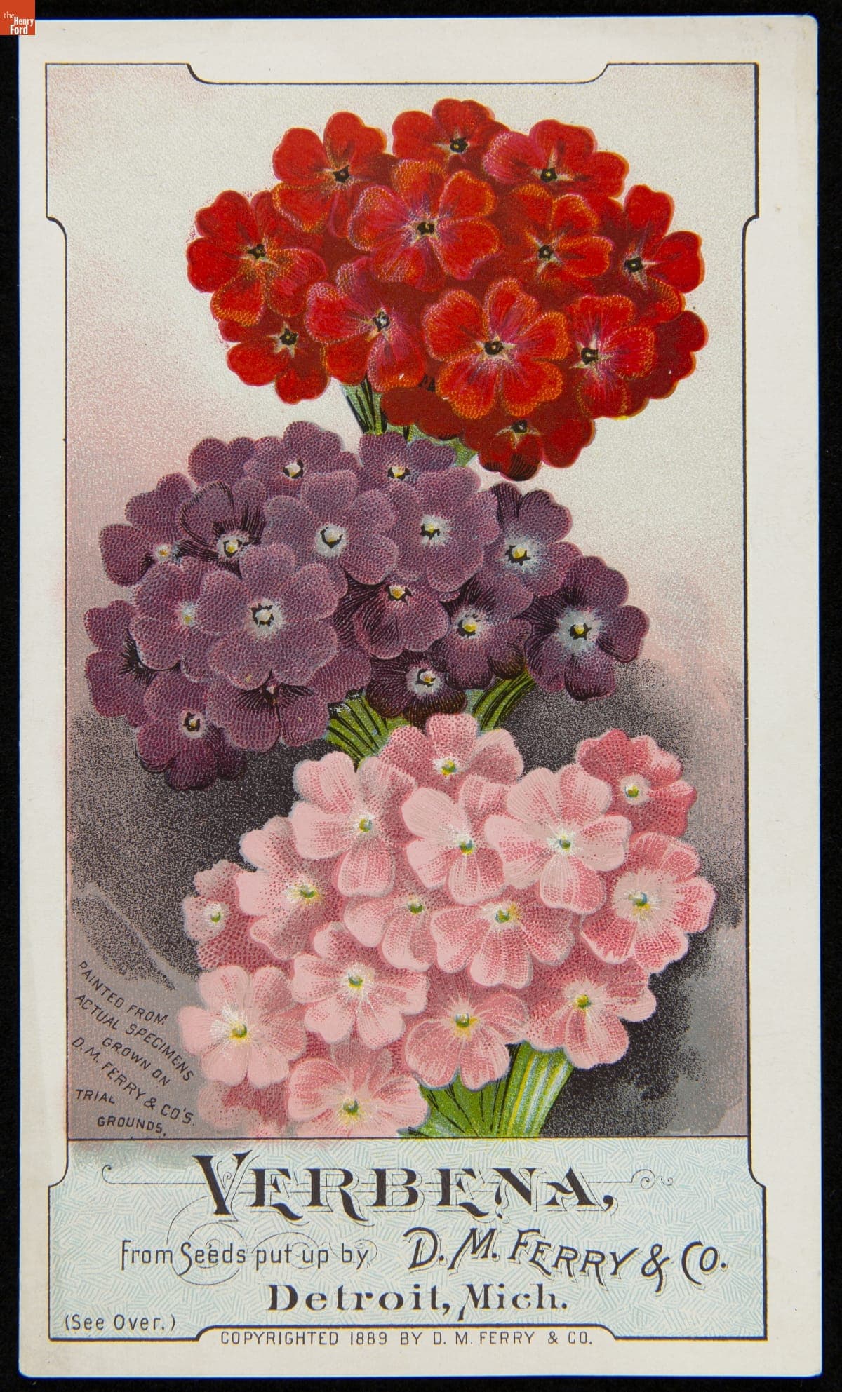 Trade Card for Verbena Seeds, D.M. Ferry & Company, 1889