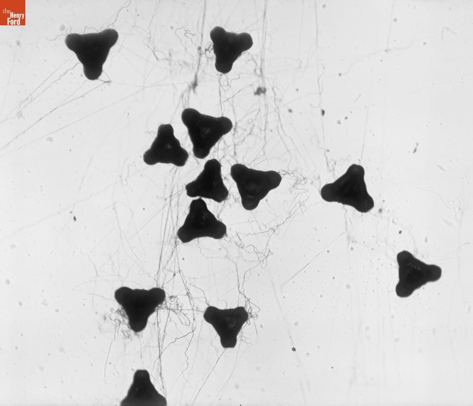 Photomicrograph, Pollen of Evening Primrose, 1890-1915