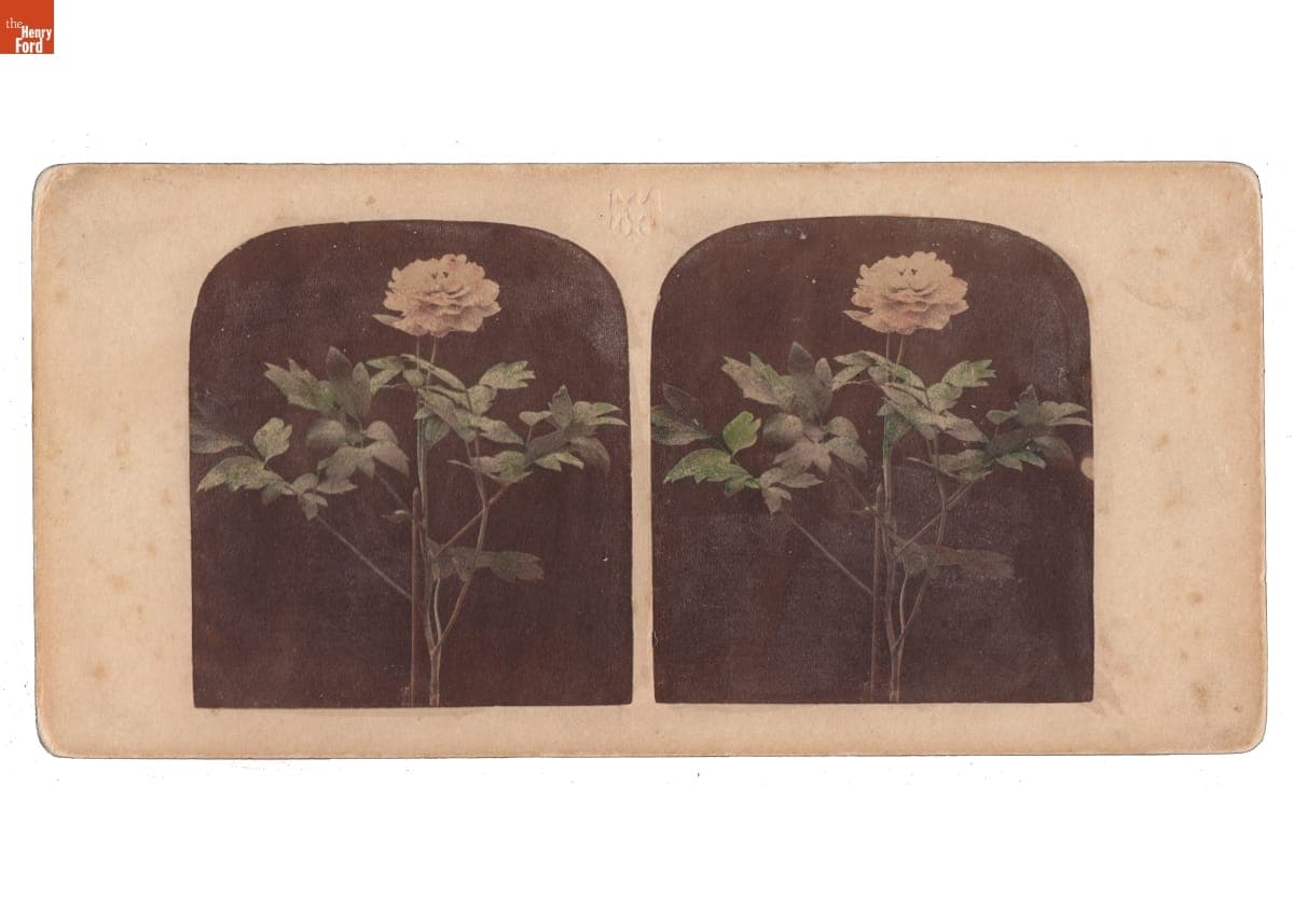 Blooming Tree Peony, circa 1865