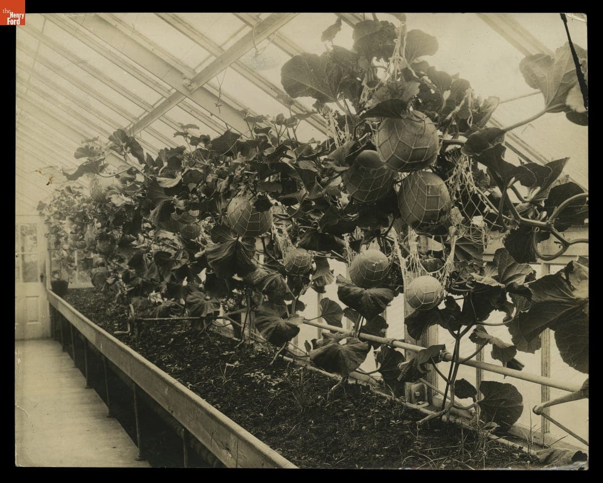 Melons Growing in a Greenhouse, circa 1923