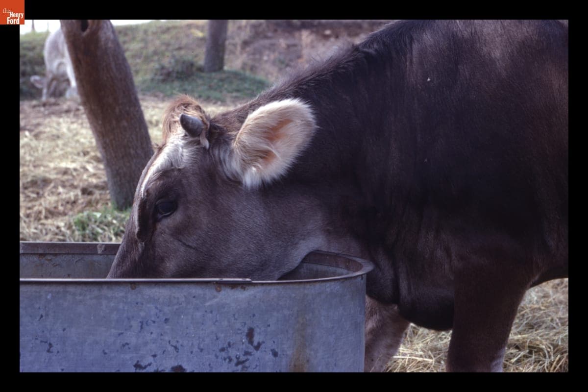 Brown Swiss Dairy Cow, 1960-1965