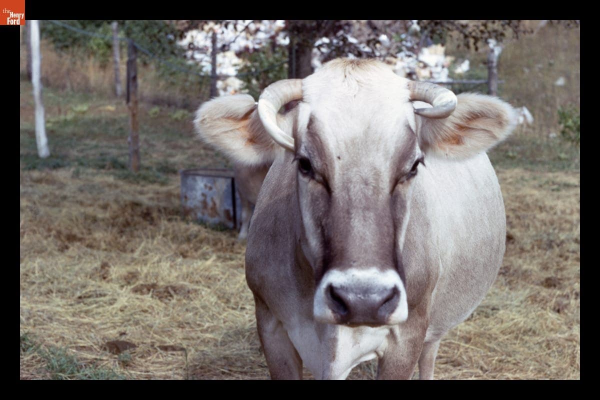 Brown Swiss Dairy Cow, 1960-1965