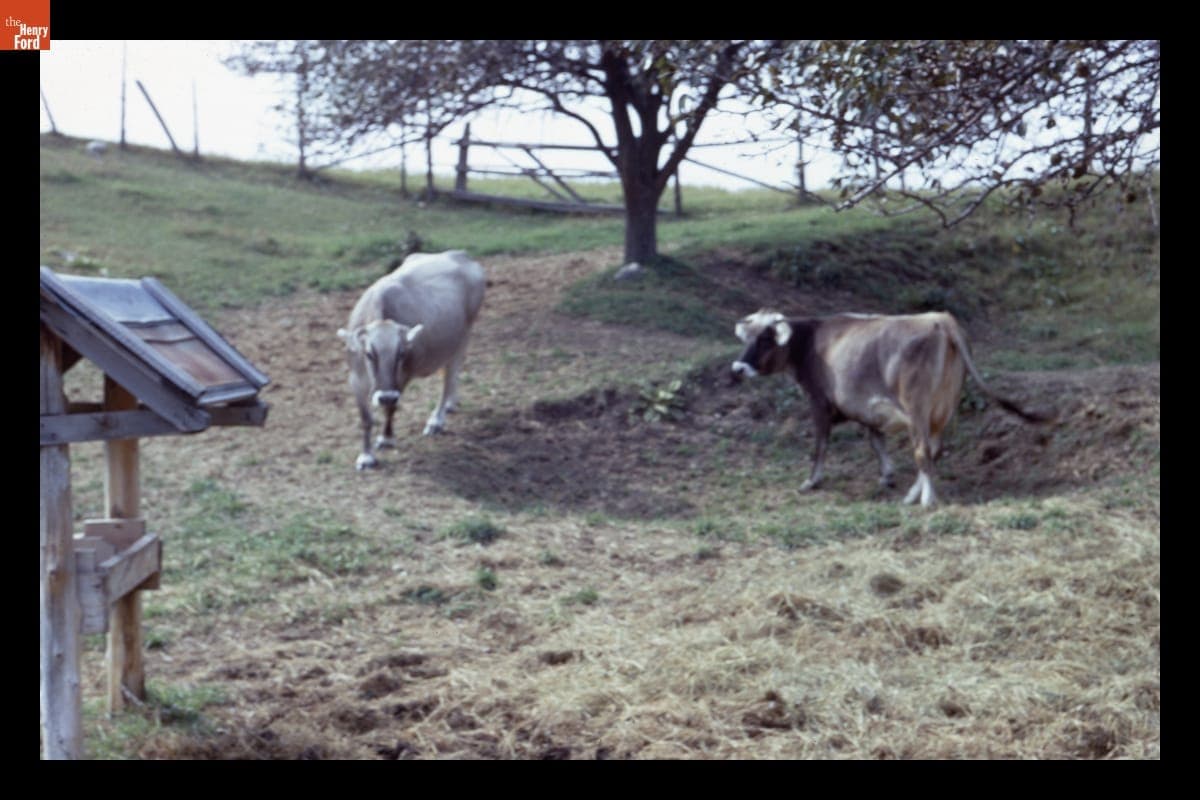 Brown Swiss Dairy Cows, 1960-1965