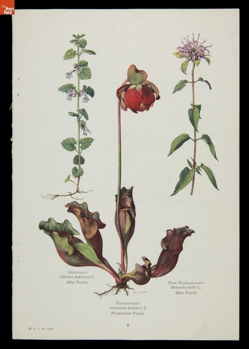 Botanical Prints Illustrated by Mary Emily Eaton, 1923