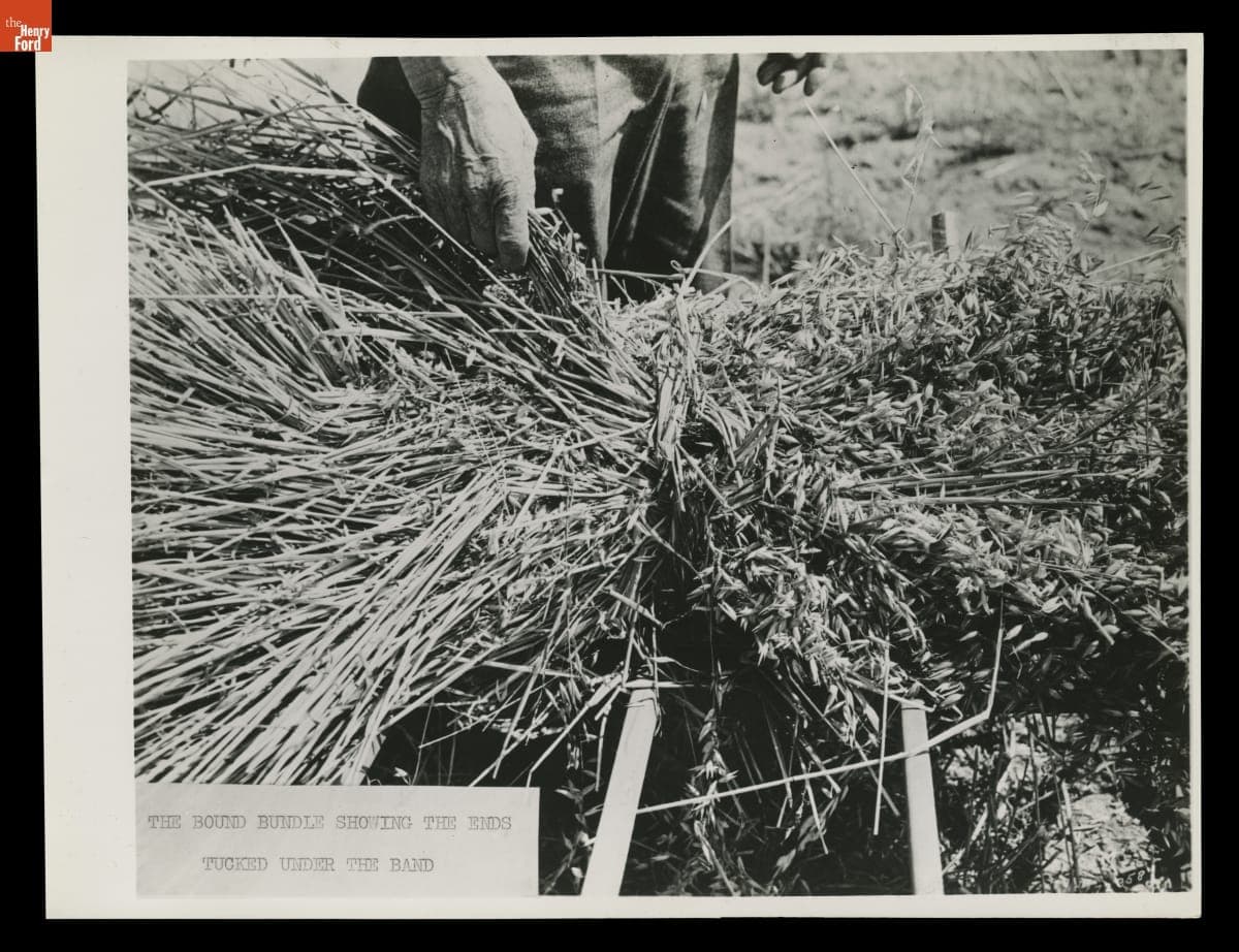 "The Bound Bundle Showing the Ends Tucked Under the Band," H.H. Raby Harvesting Using a Grain Cradle, 1944
