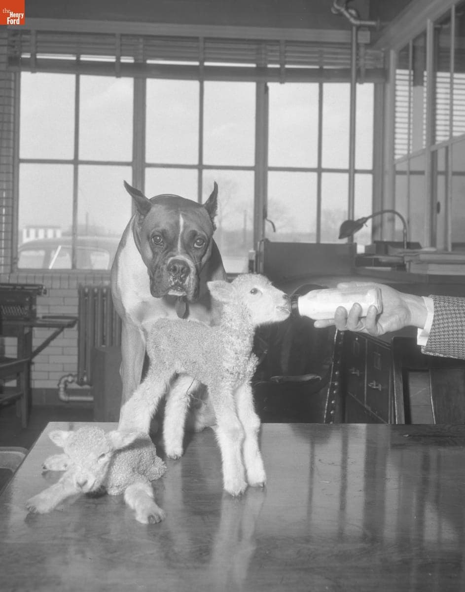 Champ the Dog with Twin Lambs in the Greenfield Village Office, May 4, 1956