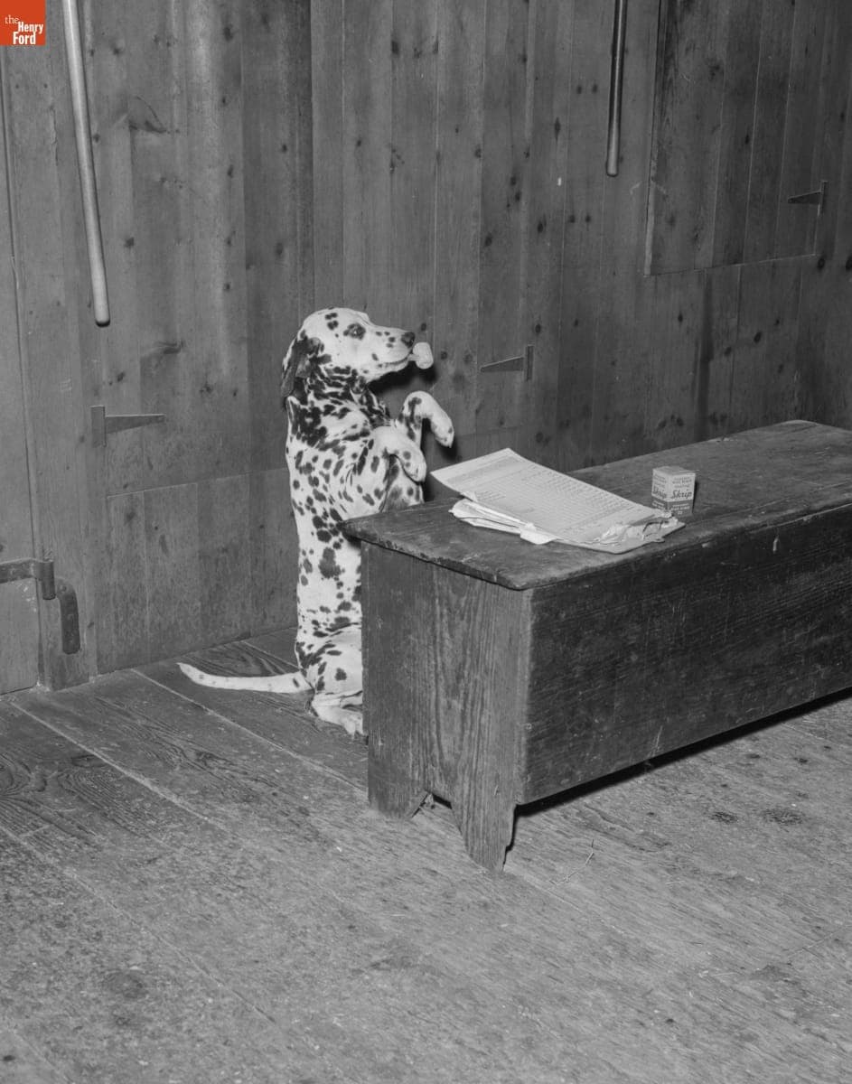 Duke the Greenfield Village Dog, May 1, 1959