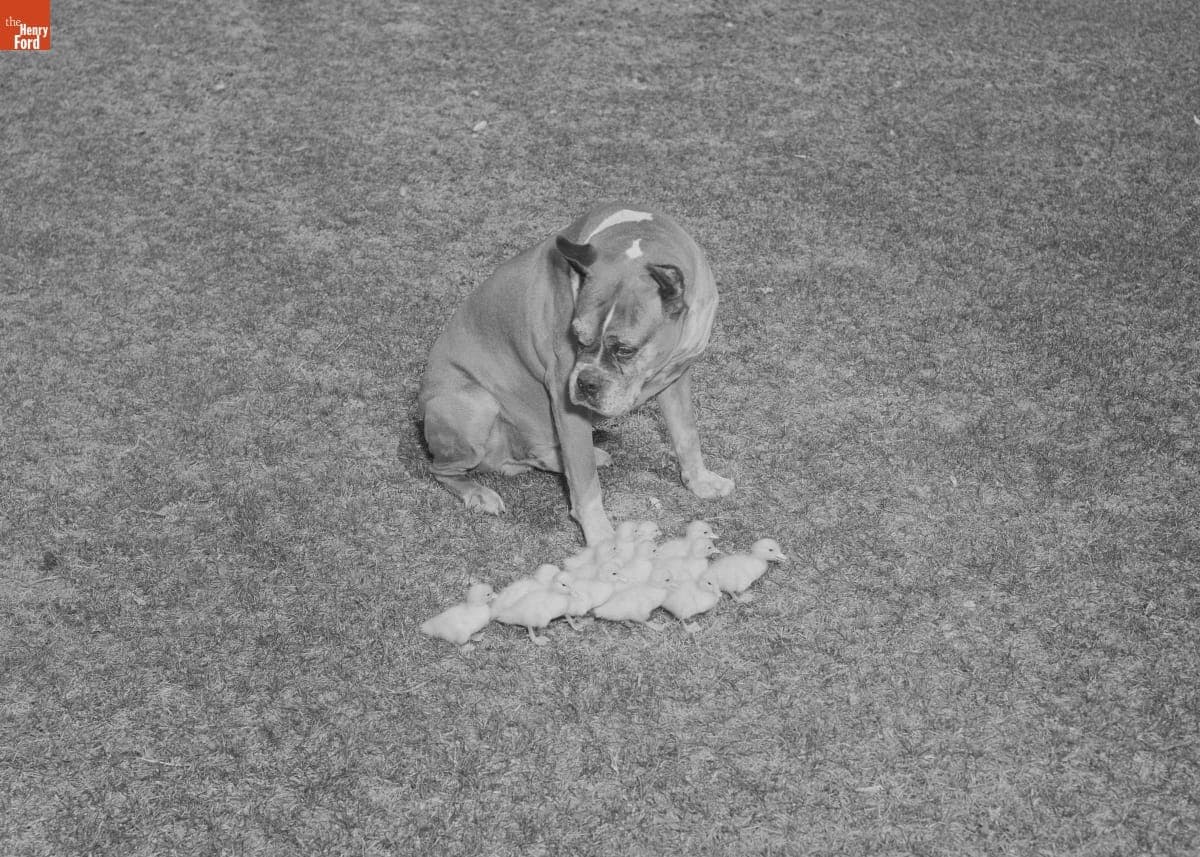 Champ the Dog with Newborn Ducks in Greenfield Village, April 6, 1964