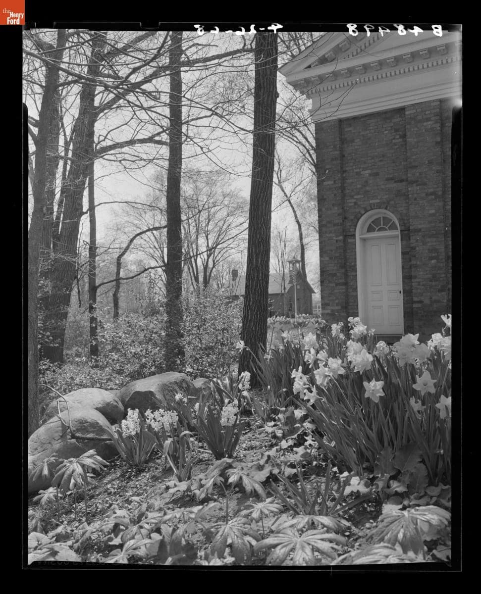 Daffodils Blooming near Martha Mary Chapel in Greenfield Village, May 1968