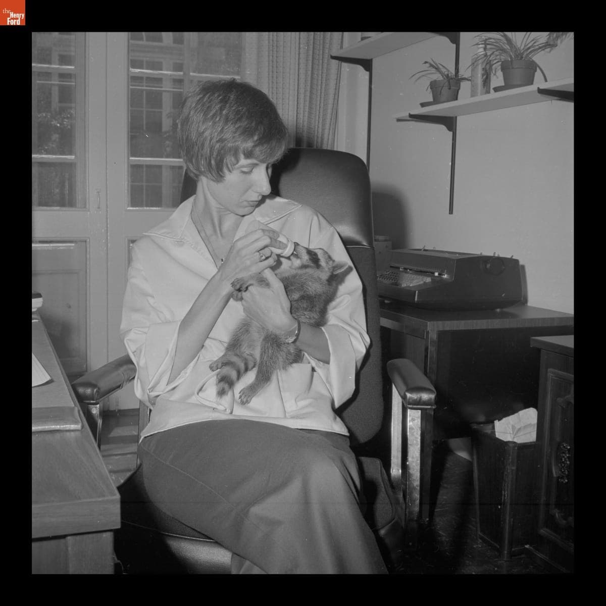 Employee Cyndi Scott Feeding a Racoon in Greenfield Village, 1977