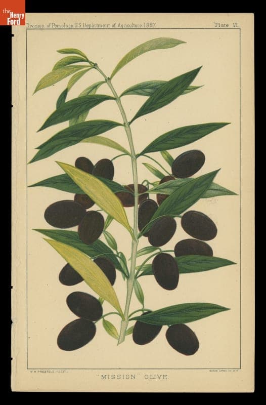 Lithograph, "Mission Olive," 1887