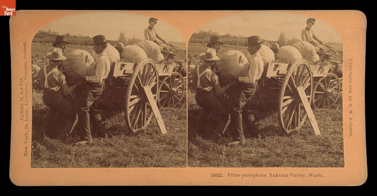 Prize Pumpkins, Yakima Valley, Washington, 1904