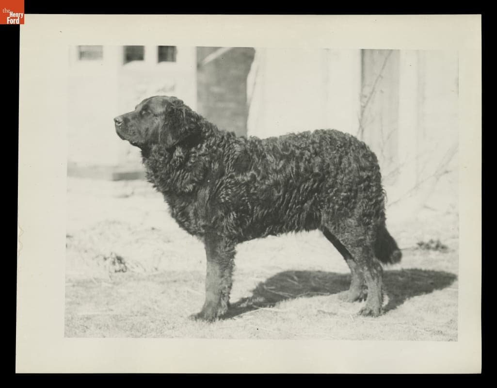 "Rover" the Dog at Cotswold Cottage in Greenfield Village, 1932