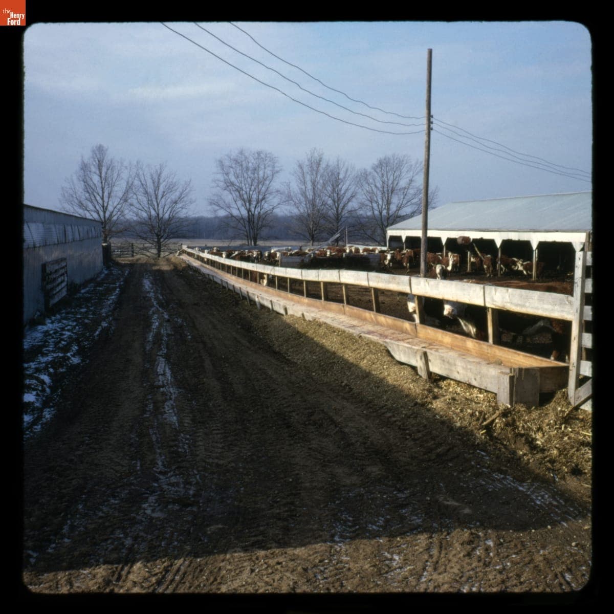 Cattle at Marbech Farms, December 1965