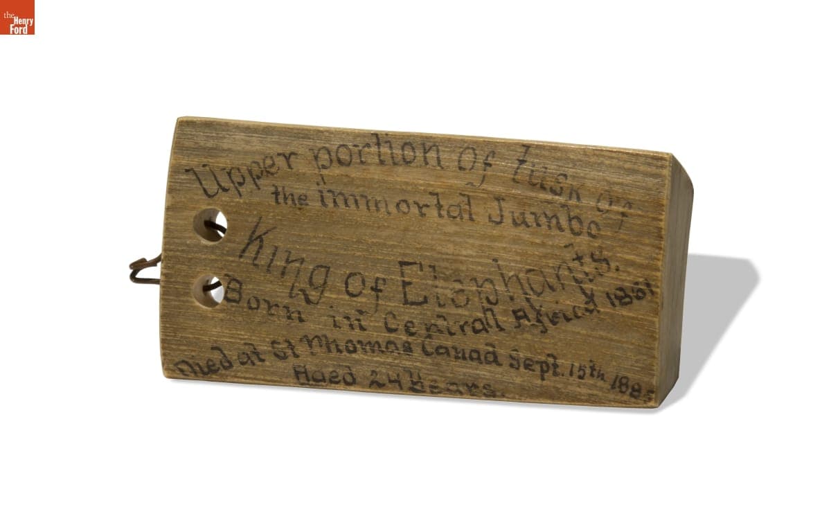 Piece of Tusk Taken Posthumously from Jumbo the Elephant, 1885