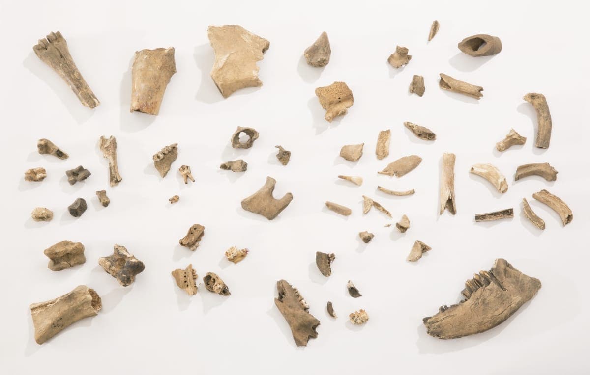 Collection of Animal Bones and Teeth Excavated from Firestone Farm, Columbiana County, Ohio, 1983