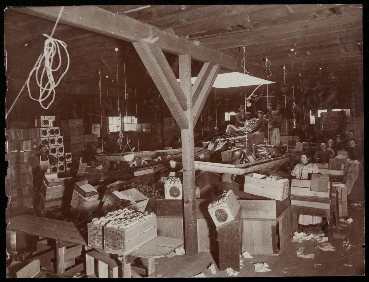 Workers at L. L. Lyon & Sons Fruit Growers & Packers, Redlands, California, circa 1900