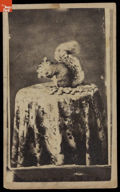 Squirrel Eating a Nut in a Photographic Studio, circa 1865
