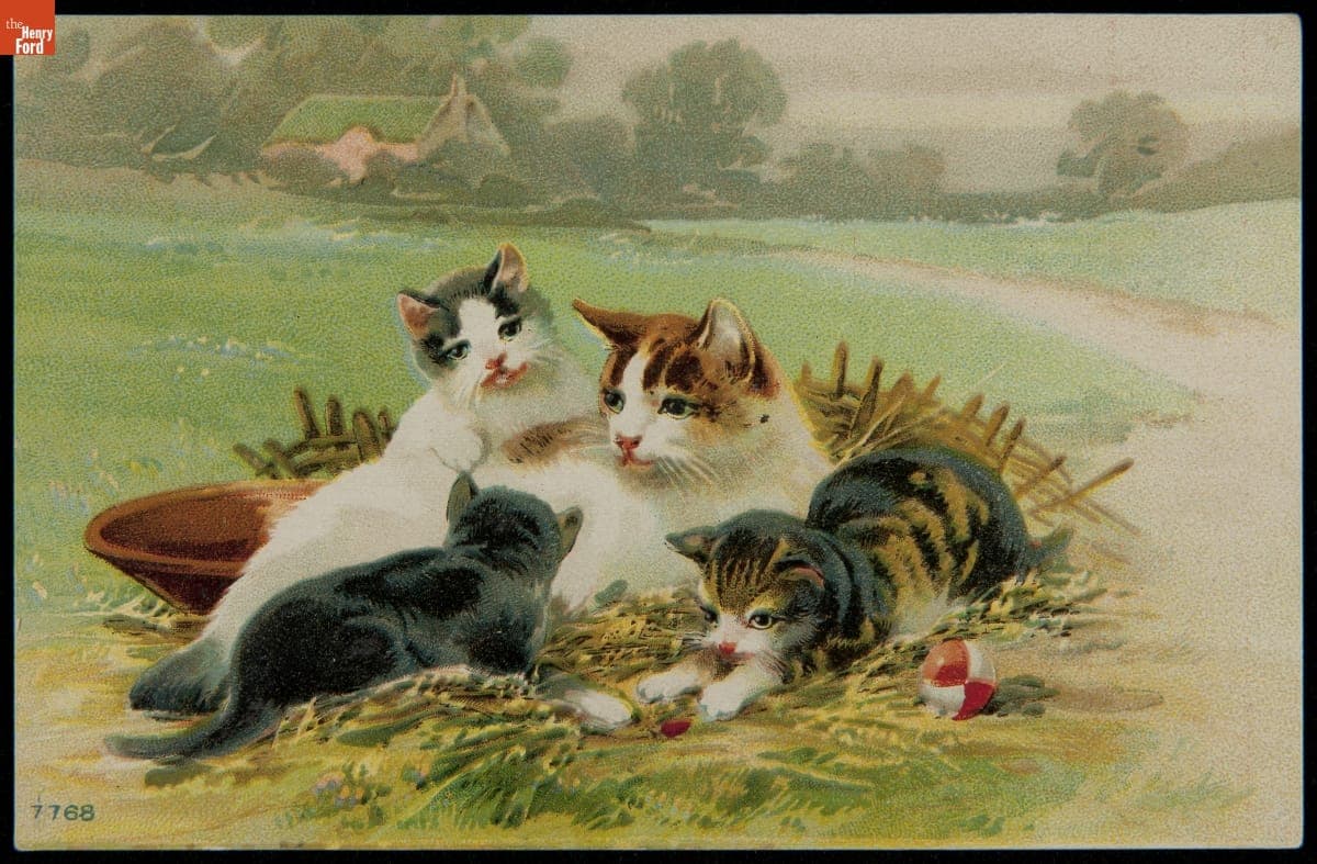 Postcard, Cats in a Field, 1909