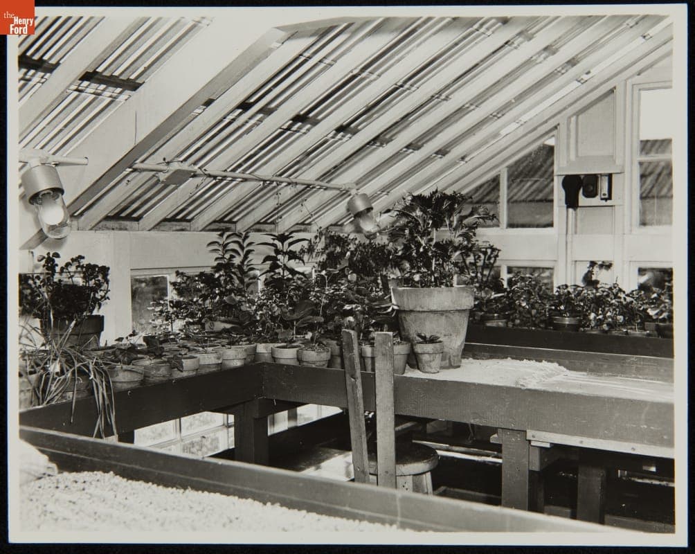 Interior of the Soybean Laboratory Greenhouse in Greenfield Village, 1930