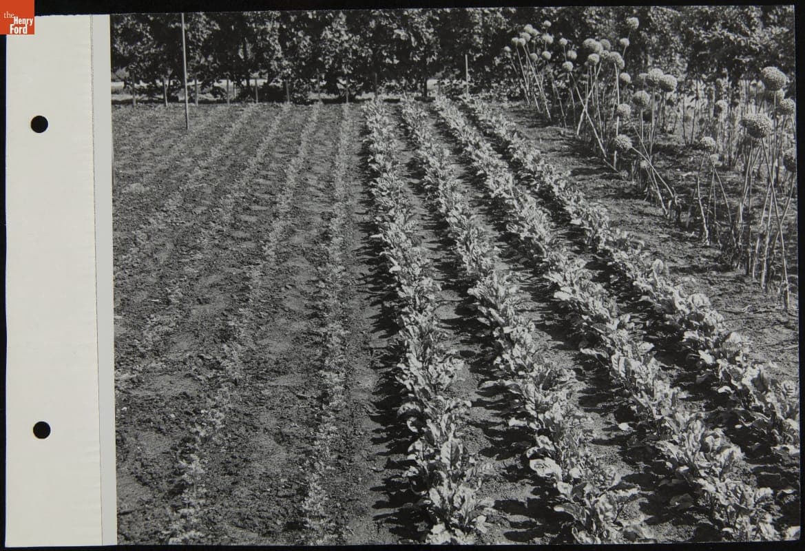Ford Motor Company Garden, August 1944
