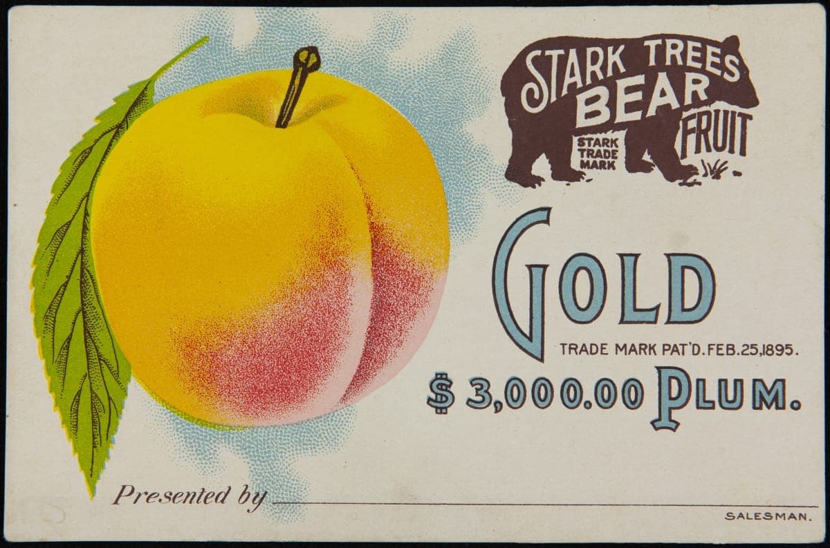 Stark Bro's Nurseries & Orchards Company Trade Card, Advertising "Gold $3,000.00 Plum" Trees, 1901