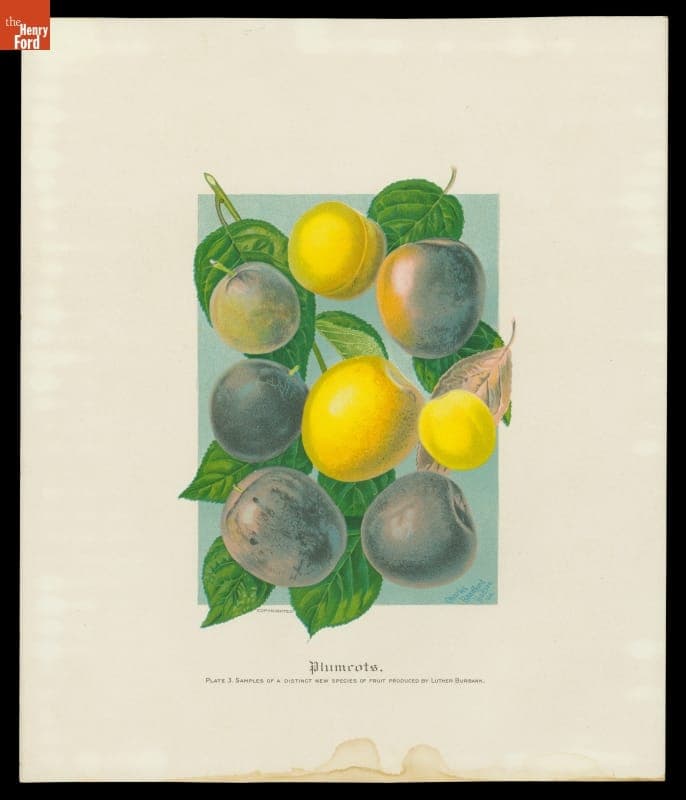 Lithograph, "Plumcots, Samples of a Distinct New Species of Fruit Produced by Luther Burbank" 1909