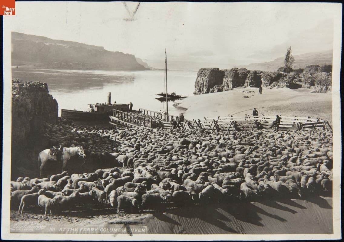 Sheep Waiting for a Ferry on the Columbia River in Oregon, 1923-1924