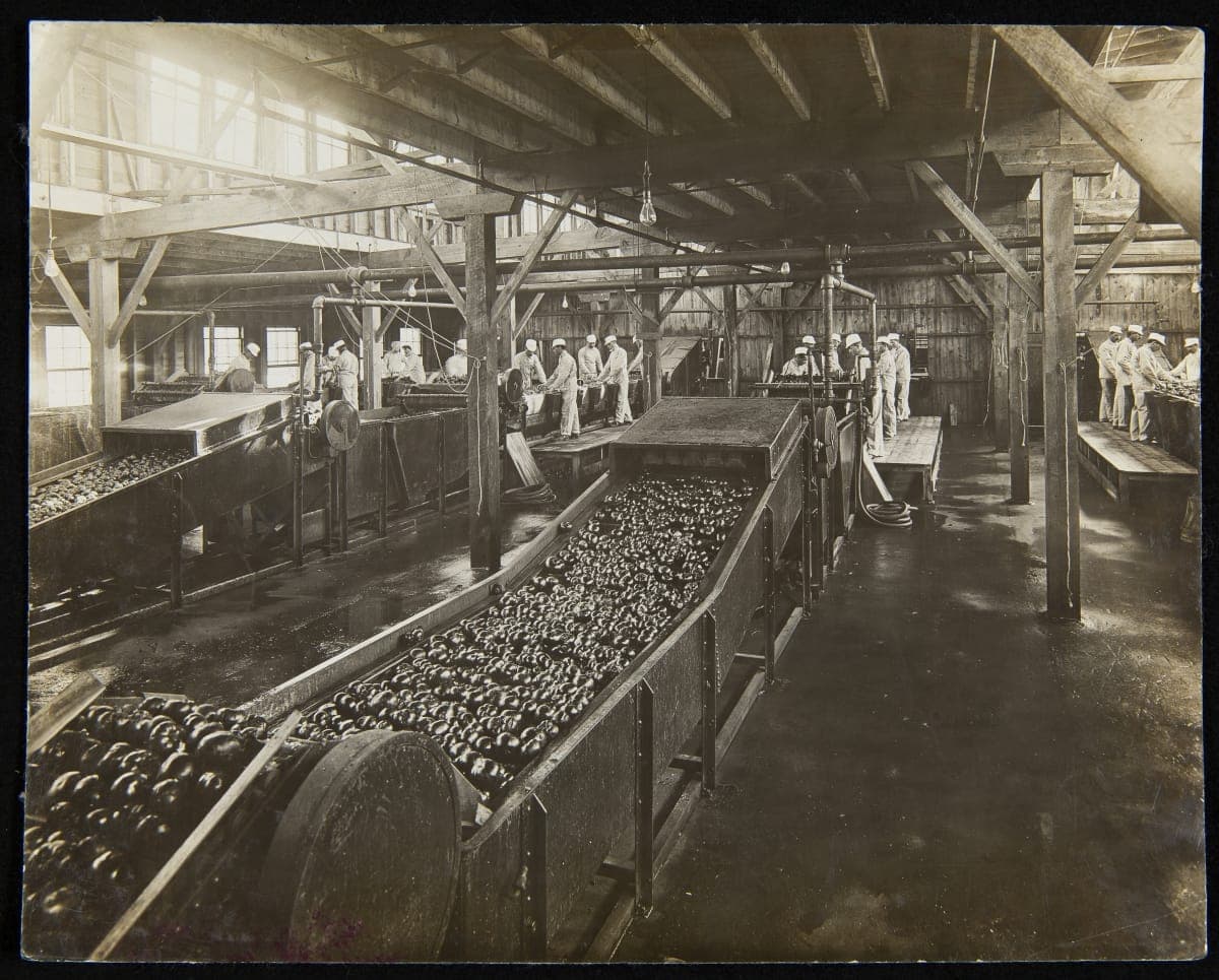 Tomatoes Coming into the H. J. Heinz Main Plant, Pittsburgh, Pennsylvania, circa 1920