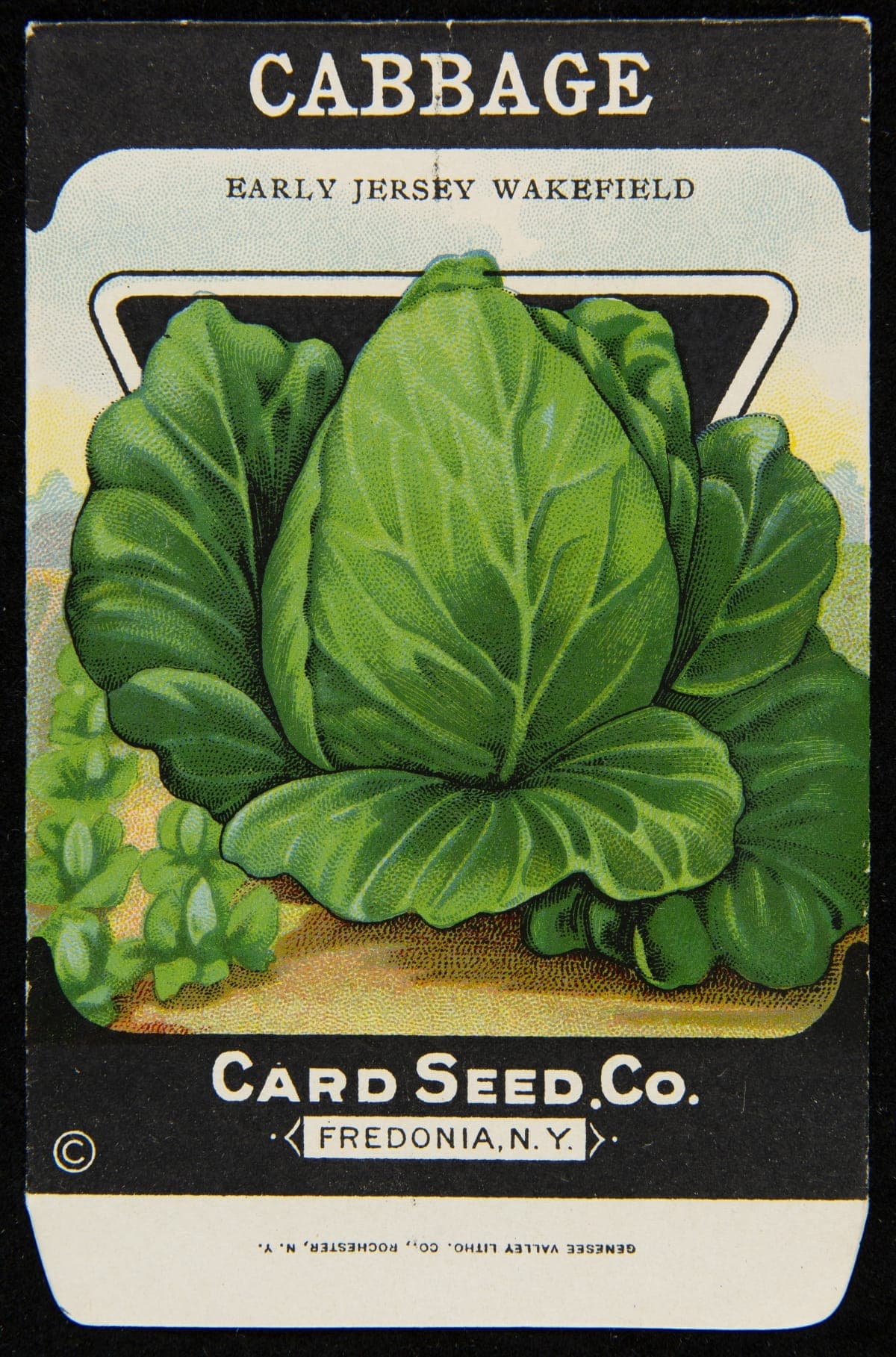 Card Seed Company "Cabbage" Seed Packet, 1912-1920