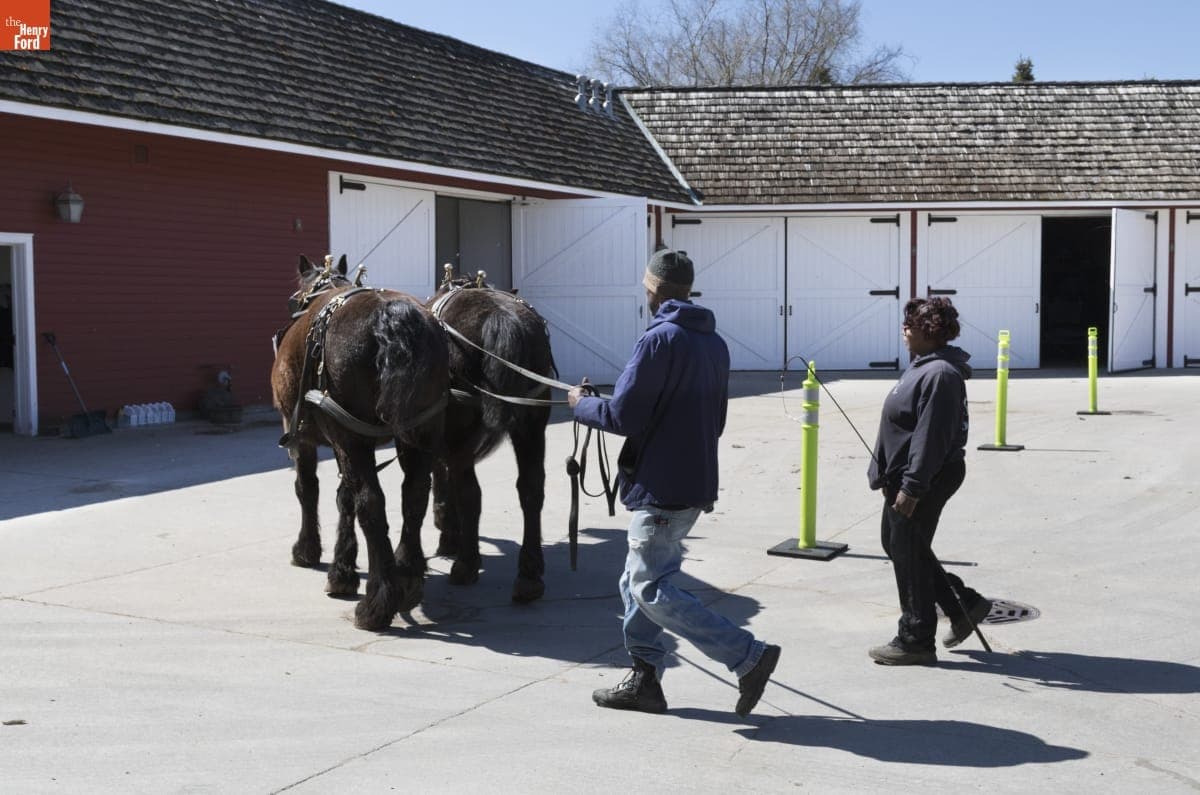 Melvin Parson Ground Driving Horses at William Ford Barn in Greenfield Village