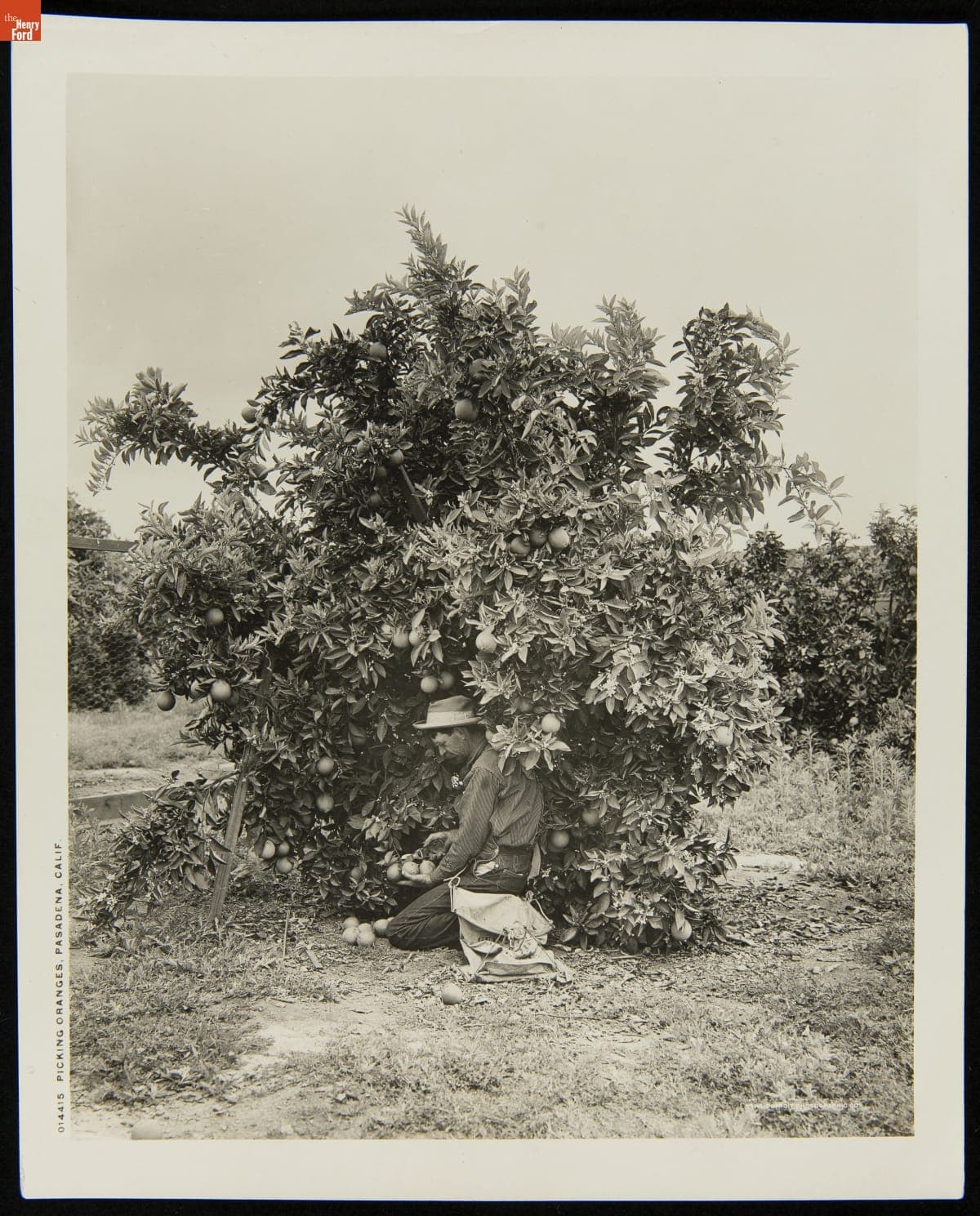Picking Oranges, Pasadena, California, circa 1900