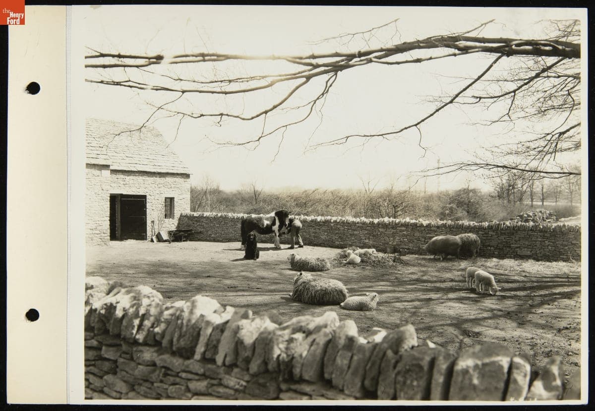 "Rover" the Dog outside Cotswold Barn with Sheep, Greenfield Village, April 1931