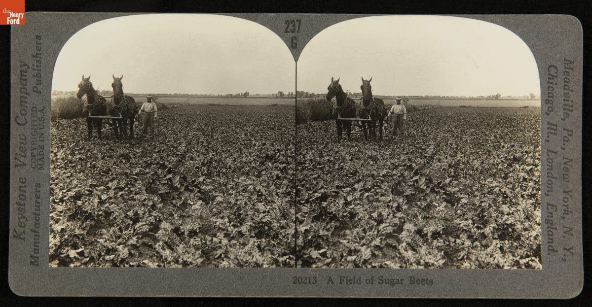 A Field of Sugar Beets, 1909