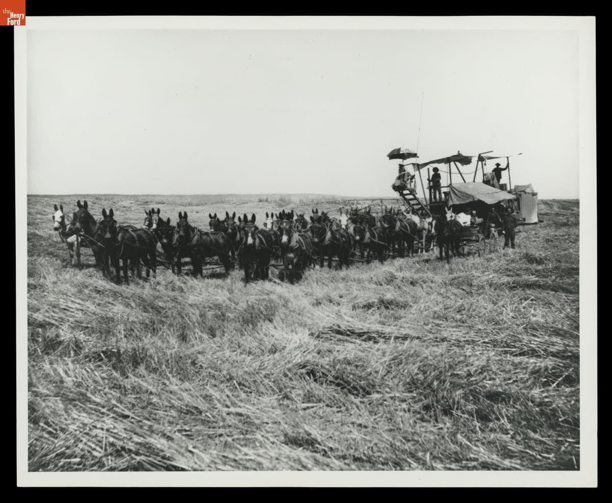 Holt Side-Hill Combine in the Palouse Hills, Washington, circa 1907