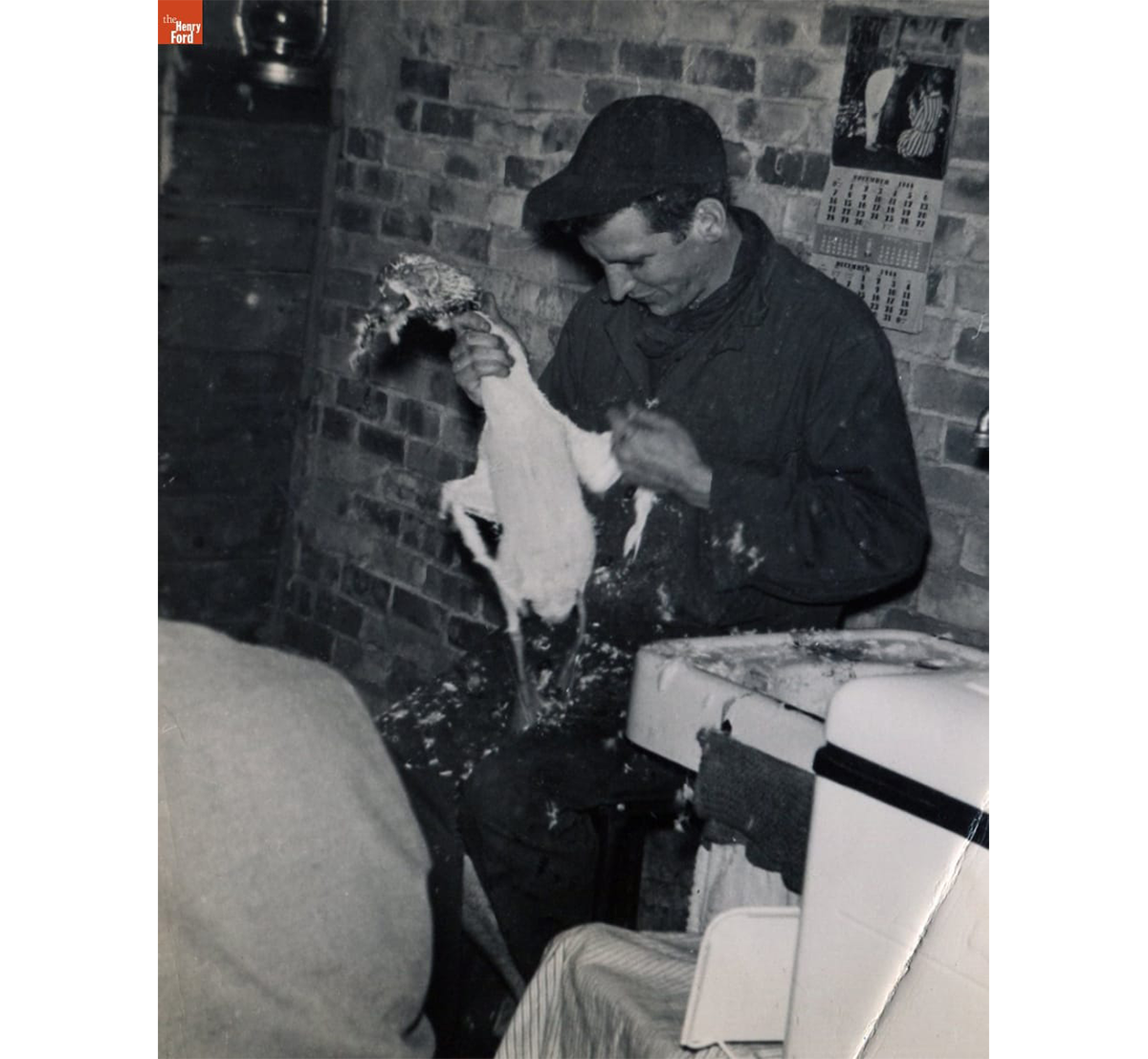 Bob Kelley plucking a duck on the night before Thanksgiving, November 24, 1948 / THF720524