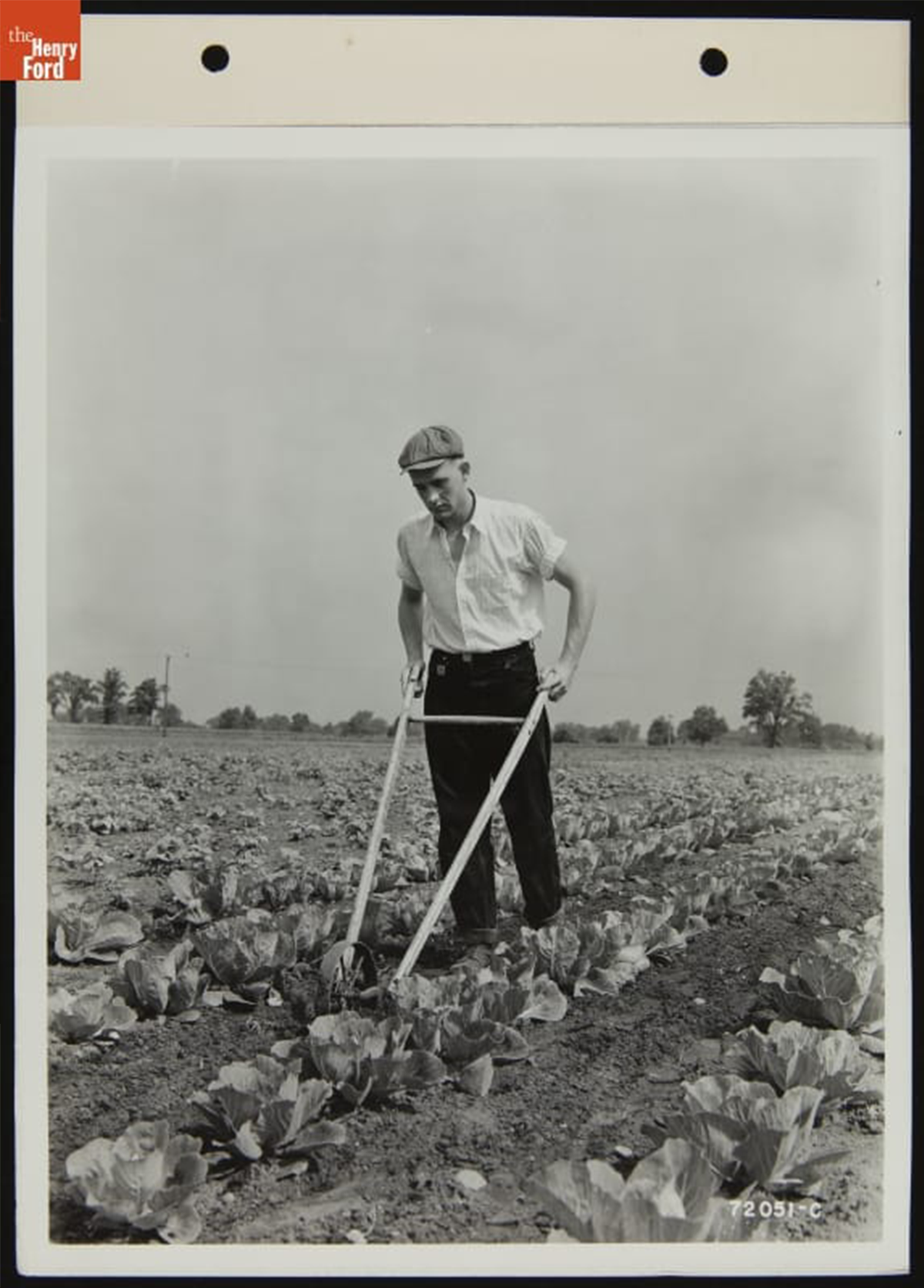 Weeding cabbages with a walking cultivator, Camp Willow Run working farm, Ypsilanti, Michigan, July 1939