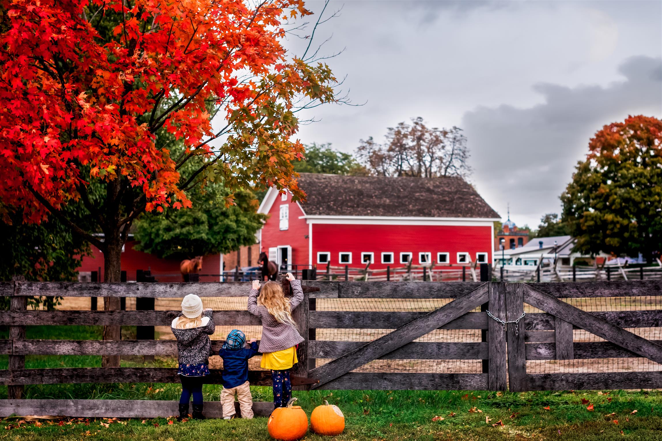 Three kids look through wooden fence at horses and red barn with fall-color trees and pumpkins nearby