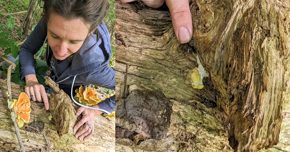 erin-hamilton_chicken-of-the-woods Erin Hamilton inspecting a small fungi growth on a log