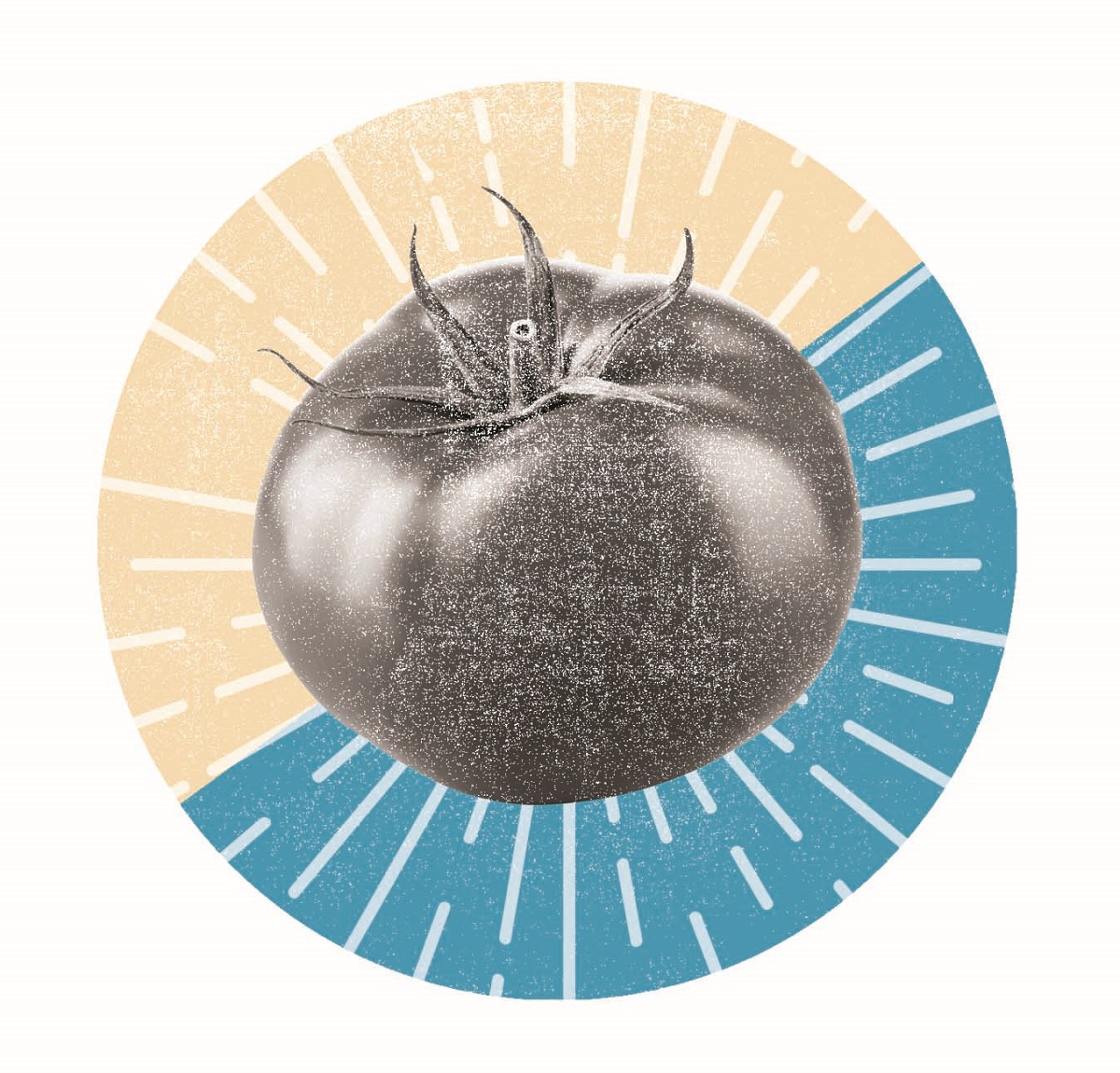 Image of tomato with graphic circle, half peach and half blue, with white lines behind it