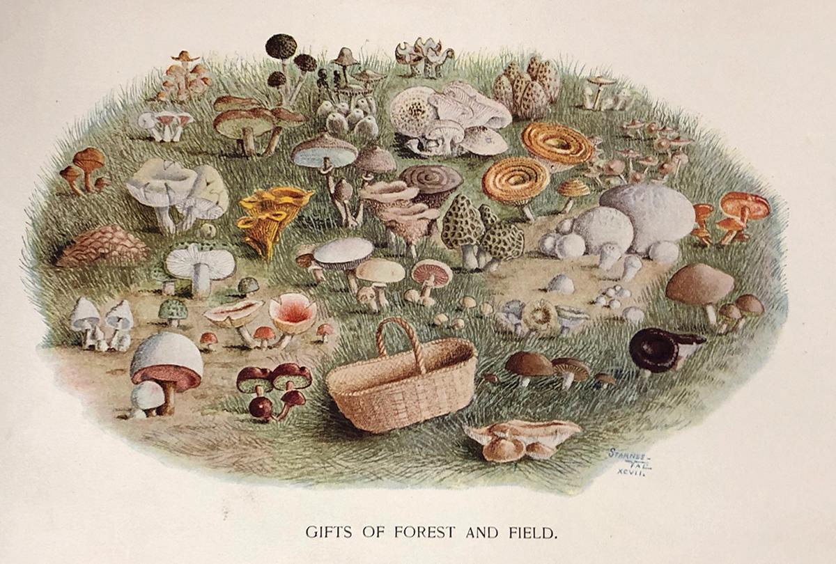 gifts-of-forest-and-field An illustration of several kinds of mushrooms in the grass with a picnic basket and text reading
