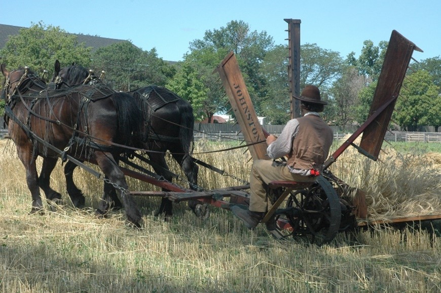 Two draft horses pull a machine, ridden by a man, with large wooden toothed rakes, through a wheat field
