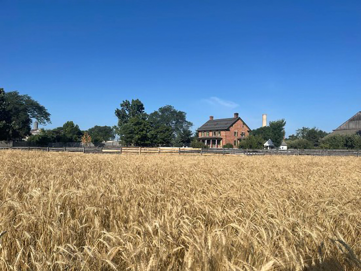 Turkey Red winter wheat