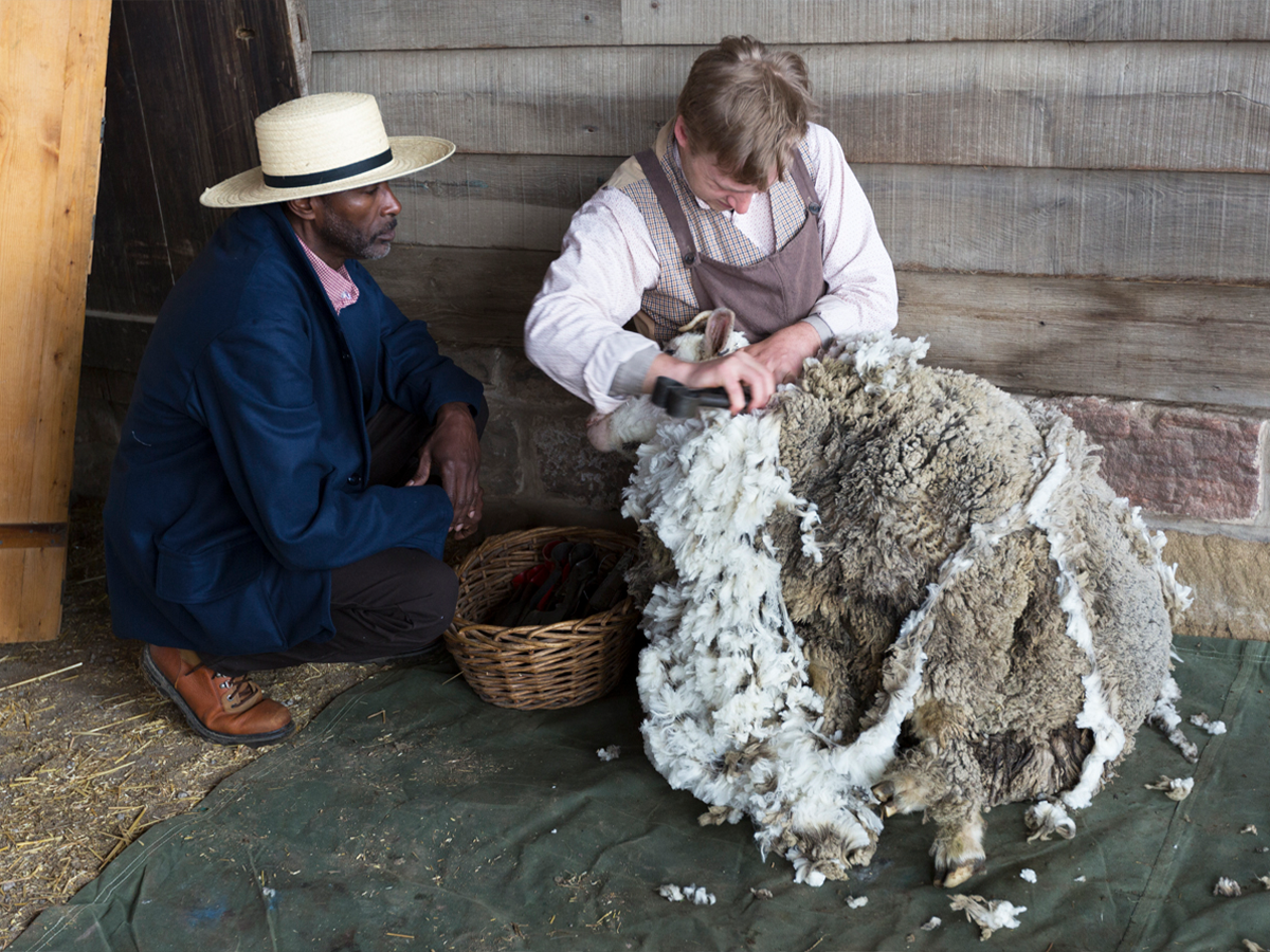 Melvin Parson watching a farmer sheer a sheep