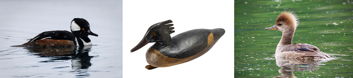 merganser_THF810734 Two ducks and a wooden duck decoy
