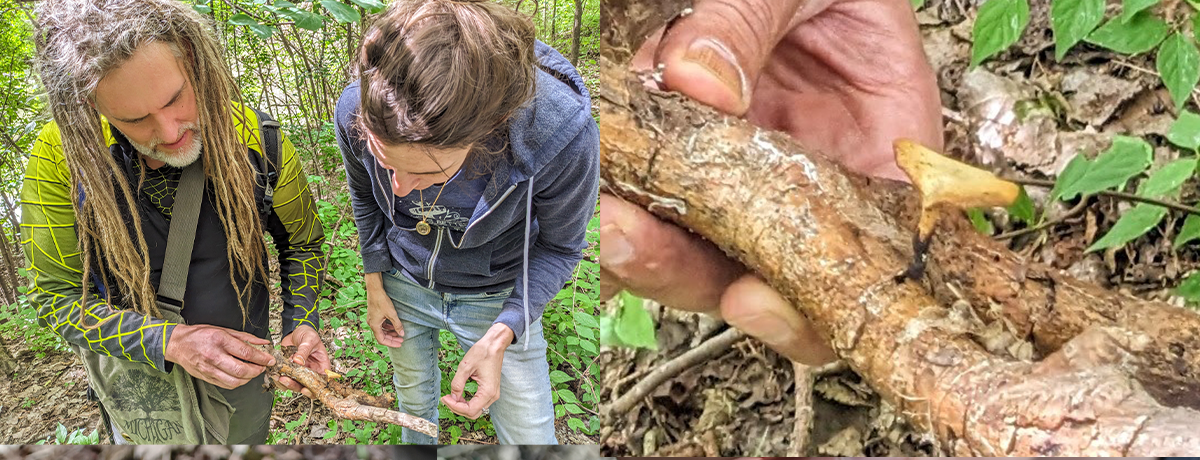 Nick King and Erin Hamilton inspect a fungal growth on a branch