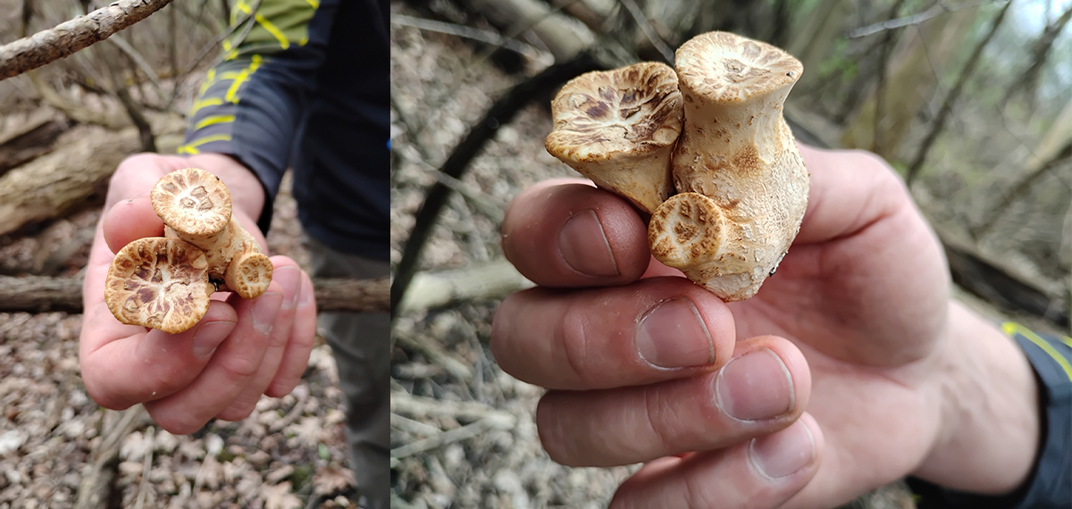 Pheasant-back A hand holding a beige mushrooms with three tops