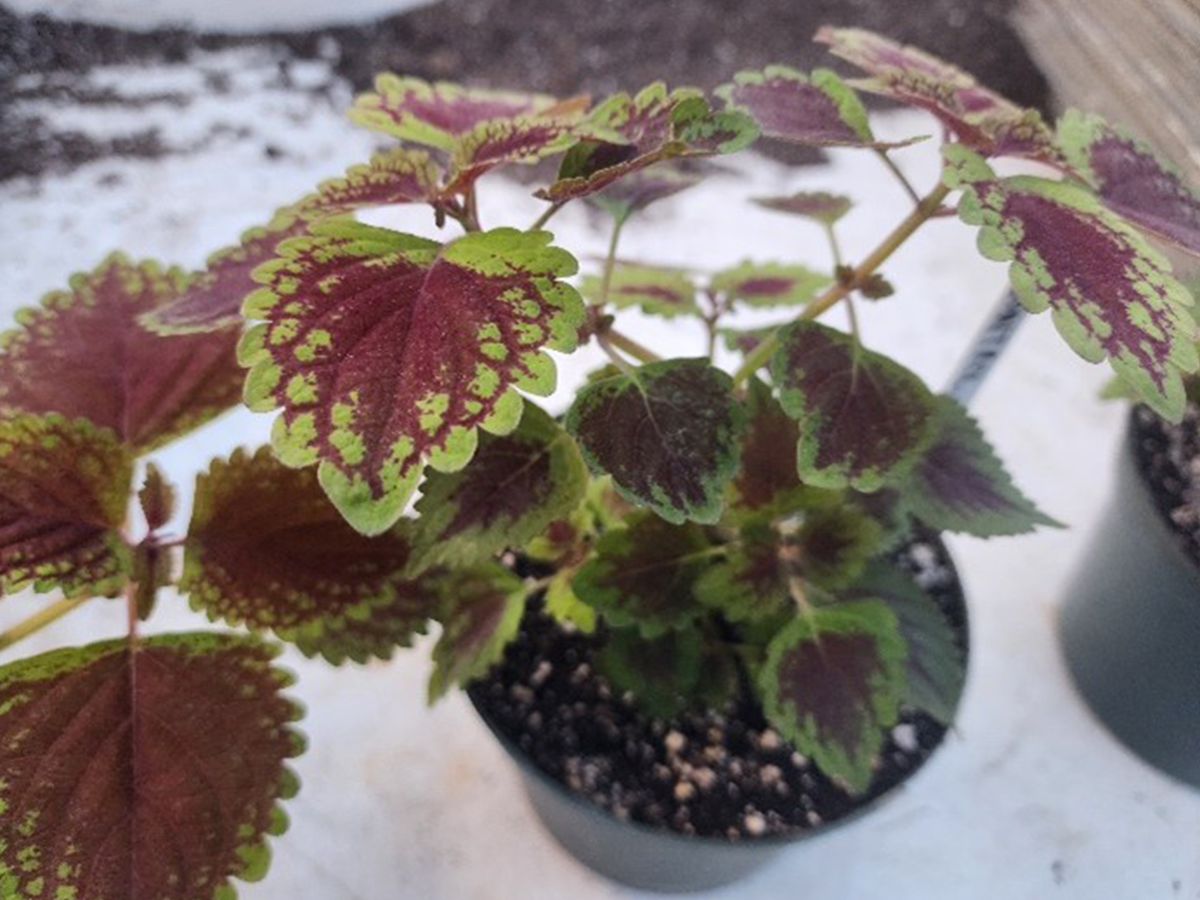 a potted plant with leaves that are green on the edges and pink at the center