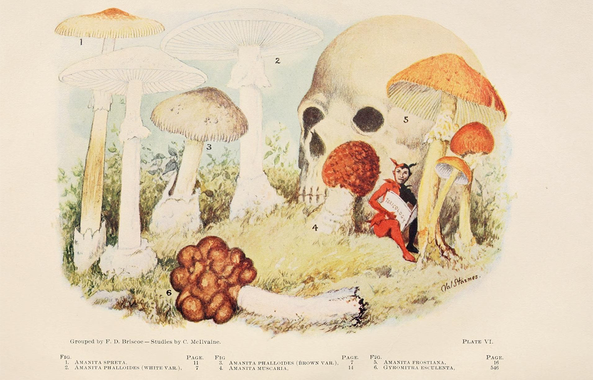 plate-VI Illustration of mushrooms surrounding a skull and a small devil sitting on the grass