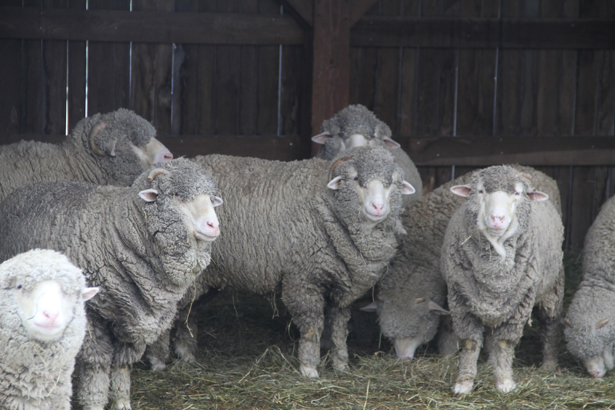 Merino Sheep Ready for Shearing at Firestone Farm in Greenfield Village, April 2014 Sheep standing in straw or hay in front of a wooden wall